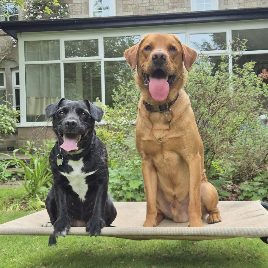 Two happy dogs sitting calmly together on a raised dog bed
