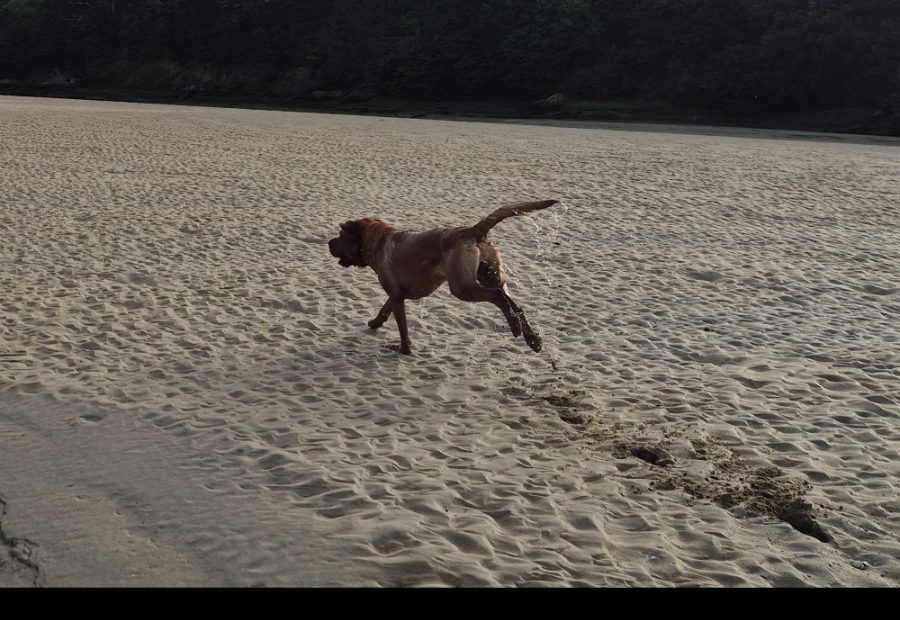A dog running free across open grass at dusk