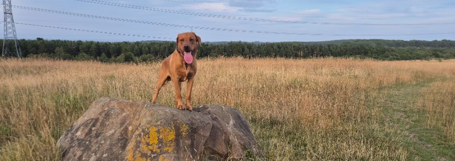 A dog working close to its handler on a wide empty path